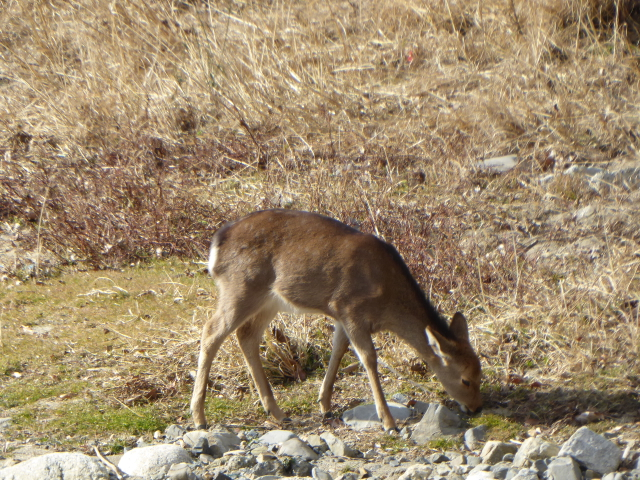 f:id:kazenokomichi:20160115200428j:plain