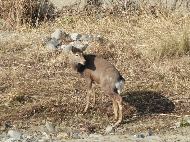 f:id:kazenokomichi:20160115200505j:plain