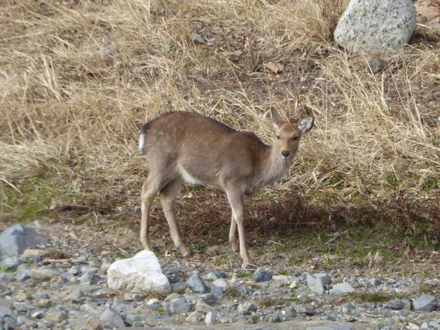 f:id:kazenokomichi:20160115200521j:plain