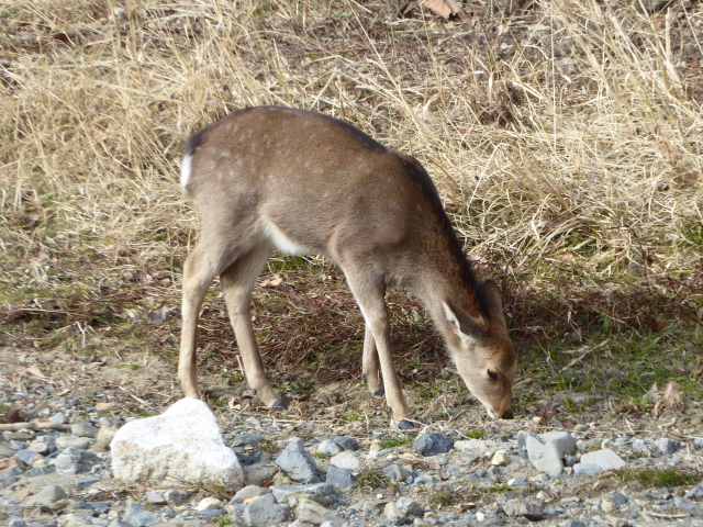 f:id:kazenokomichi:20160115200548j:plain