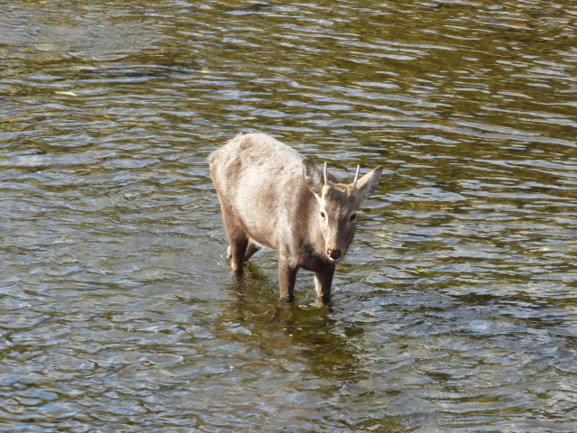 f:id:kazenokomichi:20160115200929j:plain