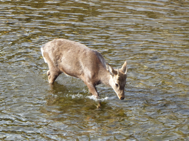 f:id:kazenokomichi:20160115201011j:plain