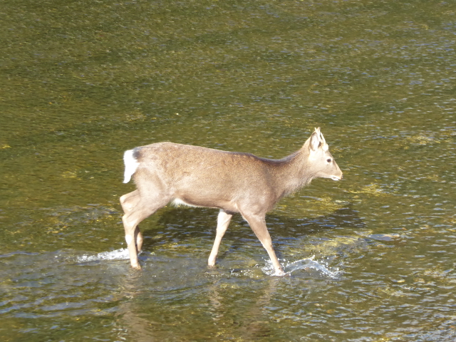 f:id:kazenokomichi:20160115201106j:plain