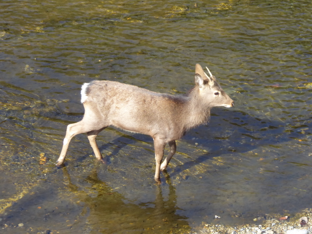 f:id:kazenokomichi:20160115201255j:plain