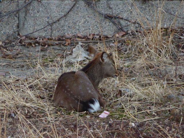 f:id:kazenokomichi:20160115202243j:plain