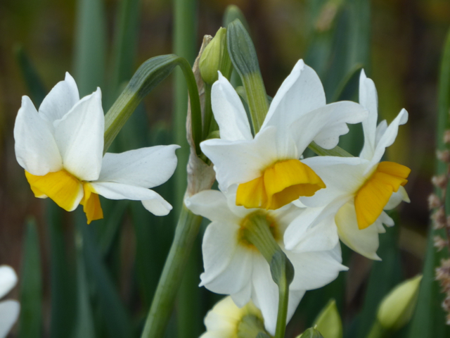 f:id:kazenokomichi:20160115202731j:plain