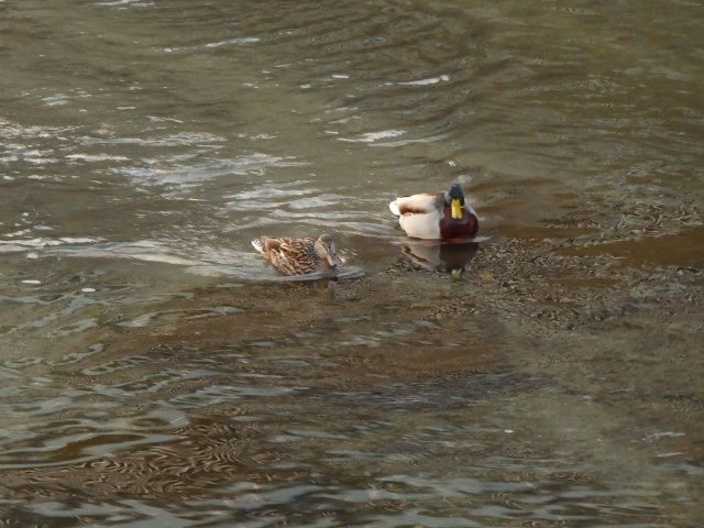 f:id:kazenokomichi:20160130185038j:plain