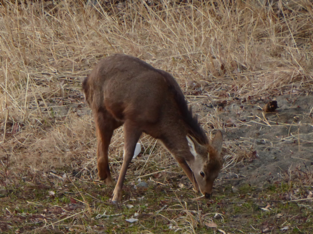 f:id:kazenokomichi:20160130185216j:plain