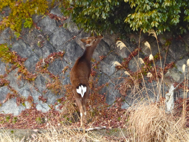f:id:kazenokomichi:20160130185415j:plain
