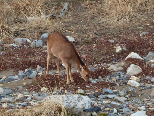 f:id:kazenokomichi:20160130185503j:plain