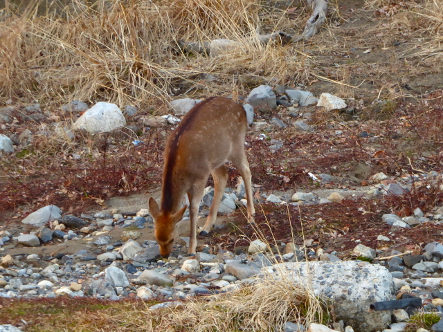 f:id:kazenokomichi:20160130185532j:plain
