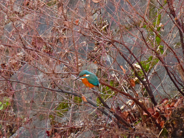 f:id:kazenokomichi:20160130185855j:plain