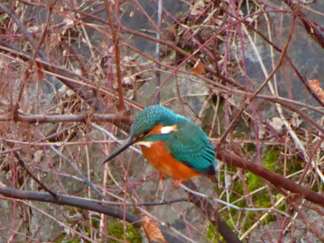 f:id:kazenokomichi:20160130185929j:plain