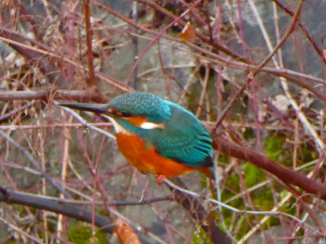 f:id:kazenokomichi:20160130185949j:plain