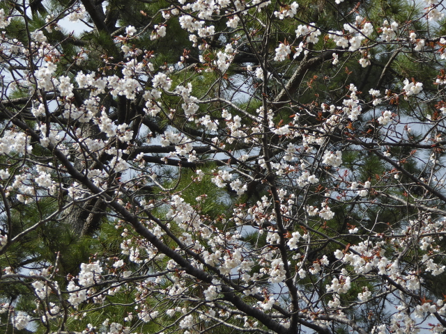 f:id:kazenokomichi:20160324204841j:plain