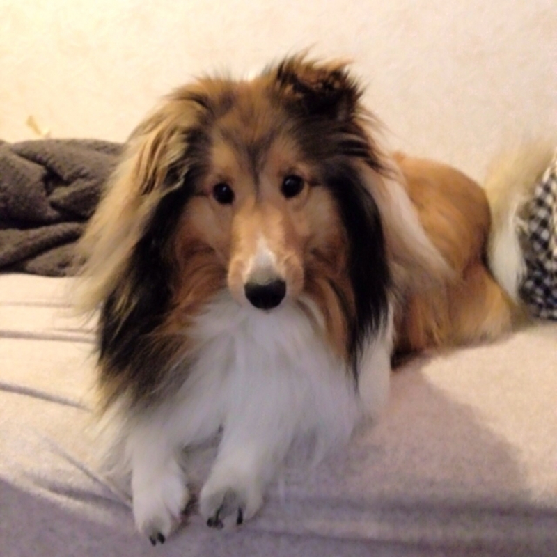 f:id:kazoo_oo:20140615182339j:plain f:id:kazoo_oo:20140615182339j:plain