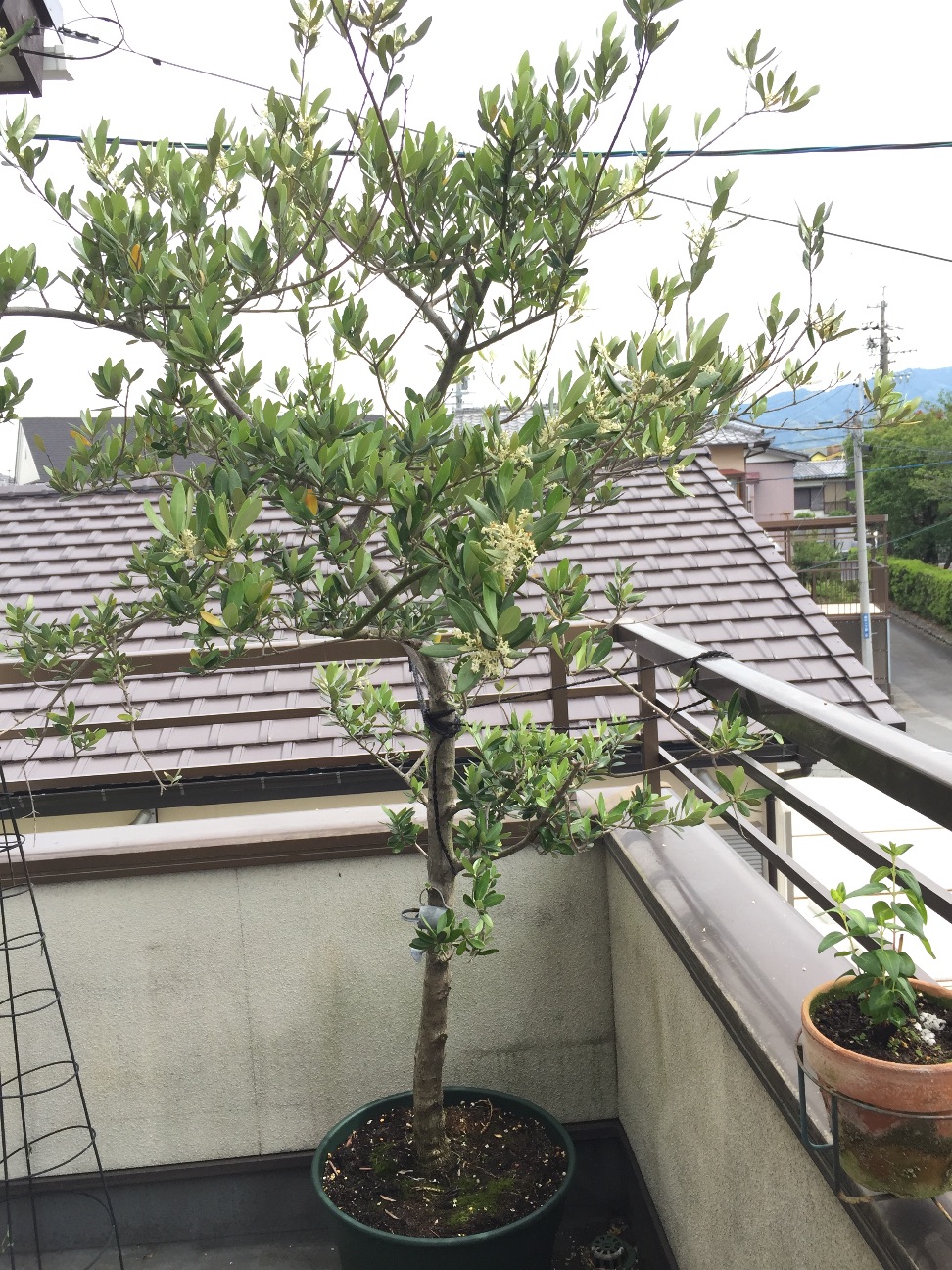 f:id:kazu711:20150523095118j:image f:id:kazu711:20150523095118j:image