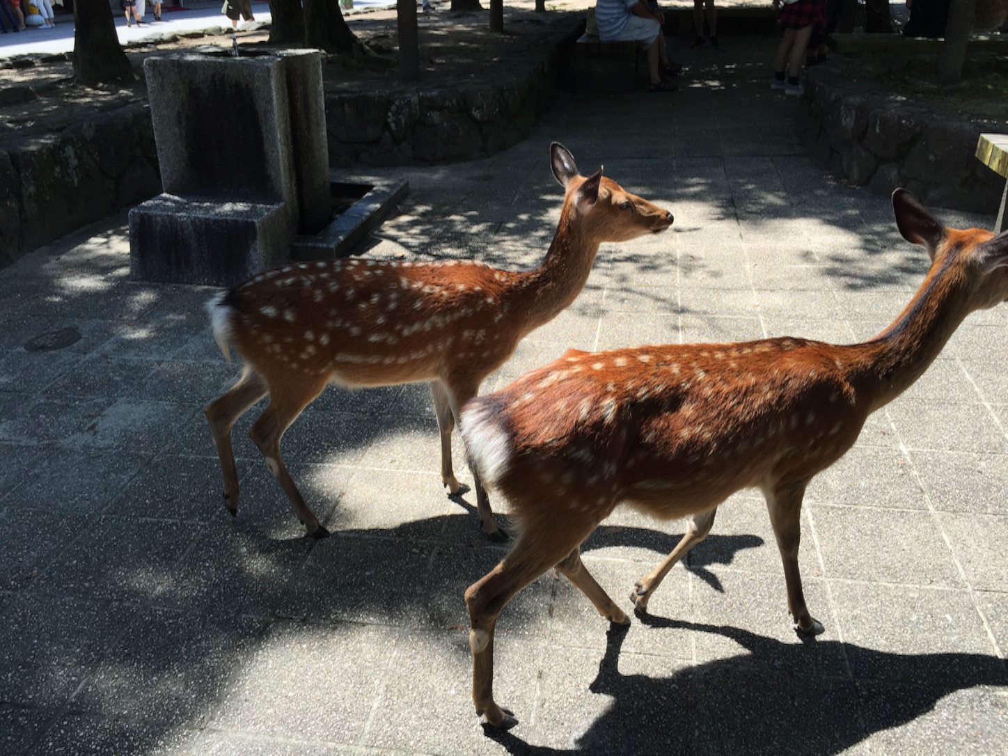 f:id:kazu711:20150823224351j:image f:id:kazu711:20150823224351j:image