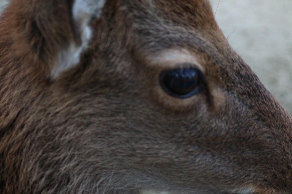 f:id:kazu_ki:20151109004945j:image f:id:kazu_ki:20151109004945j:image