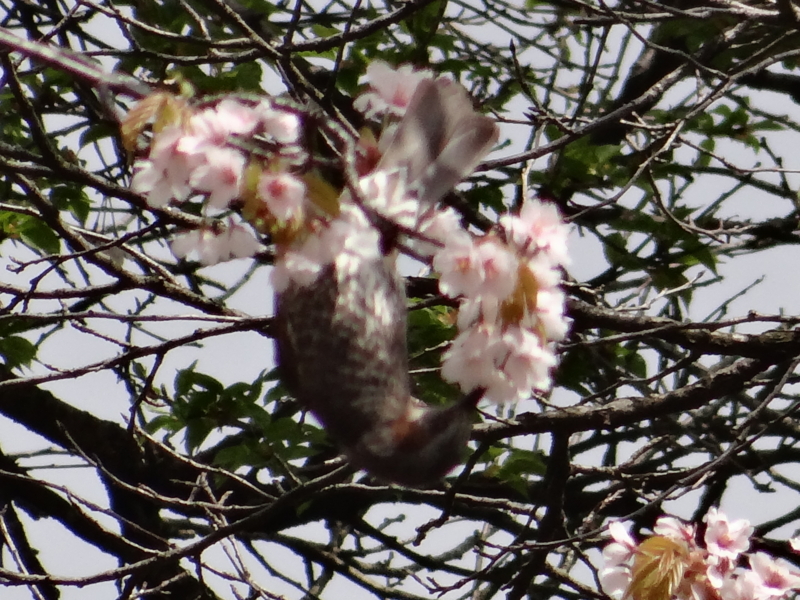 f:id:kazu_ma634:20130526211653j:image:w400 f:id:kazu_ma634:20130526211653j:image:w400
