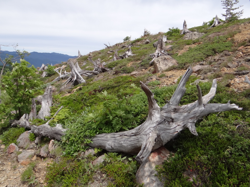 f:id:kazu_ma634:20130728145341j:image:w400 f:id:kazu_ma634:20130728145341j:image:w400