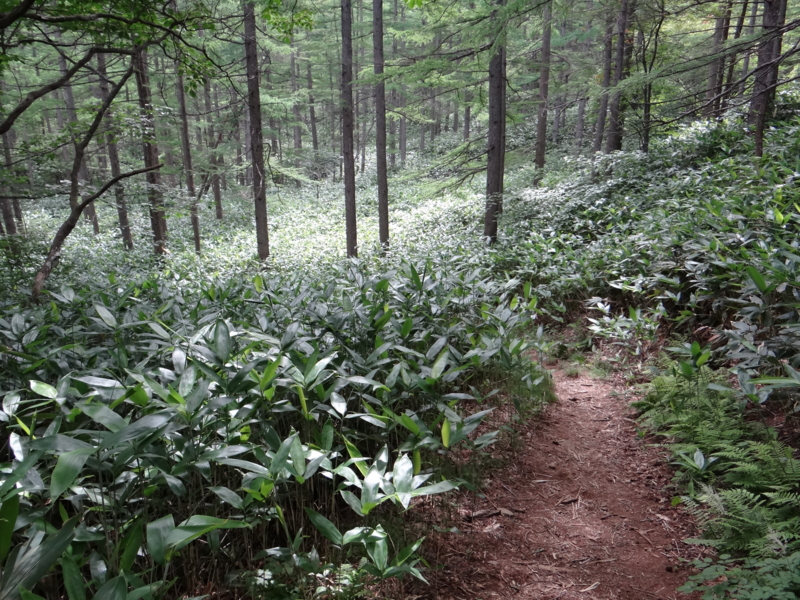 f:id:kazu_ma634:20130728151546j:image:w400 f:id:kazu_ma634:20130728151546j:image:w400