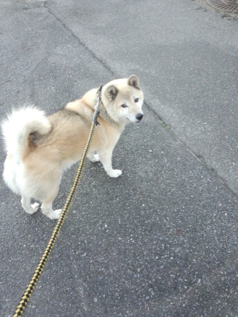 f:id:kazuko-9195:20141113211828j:plain f:id:kazuko-9195:20141113211828j:plain