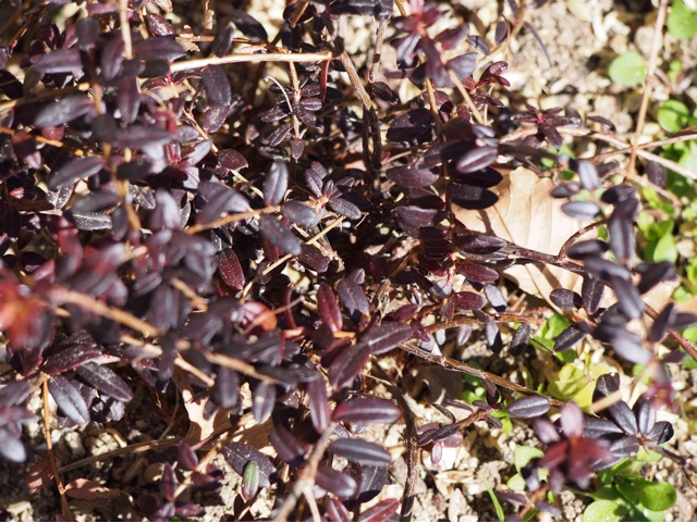 f:id:kazumi-amitie:20150221170152j:plain f:id:kazumi-amitie:20150221170152j:plain