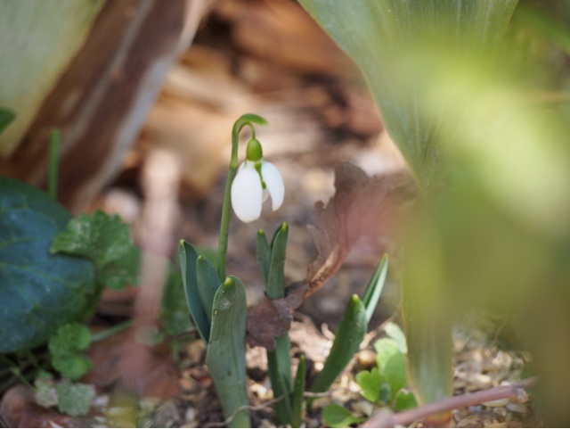 f:id:kazumi-amitie:20150221175520j:plain f:id:kazumi-amitie:20150221175520j:plain