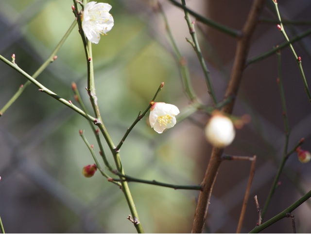 f:id:kazumi-amitie:20150221175616j:plain f:id:kazumi-amitie:20150221175616j:plain