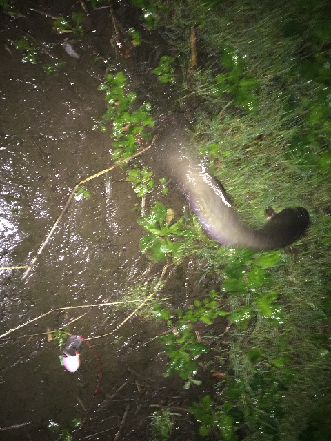 f:id:kazunokomuten:20150617233512j:image f:id:kazunokomuten:20150617233512j:image