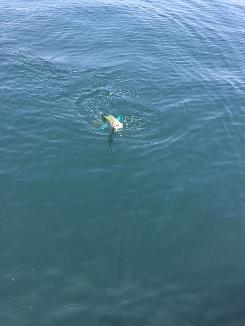 f:id:kazunokomuten:20150712195302j:image f:id:kazunokomuten:20150712195302j:image