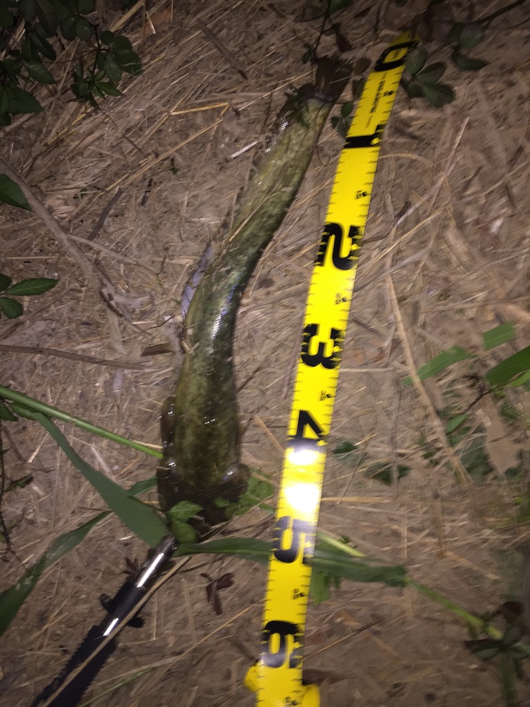 f:id:kazunokomuten:20150727234753j:image f:id:kazunokomuten:20150727234753j:image