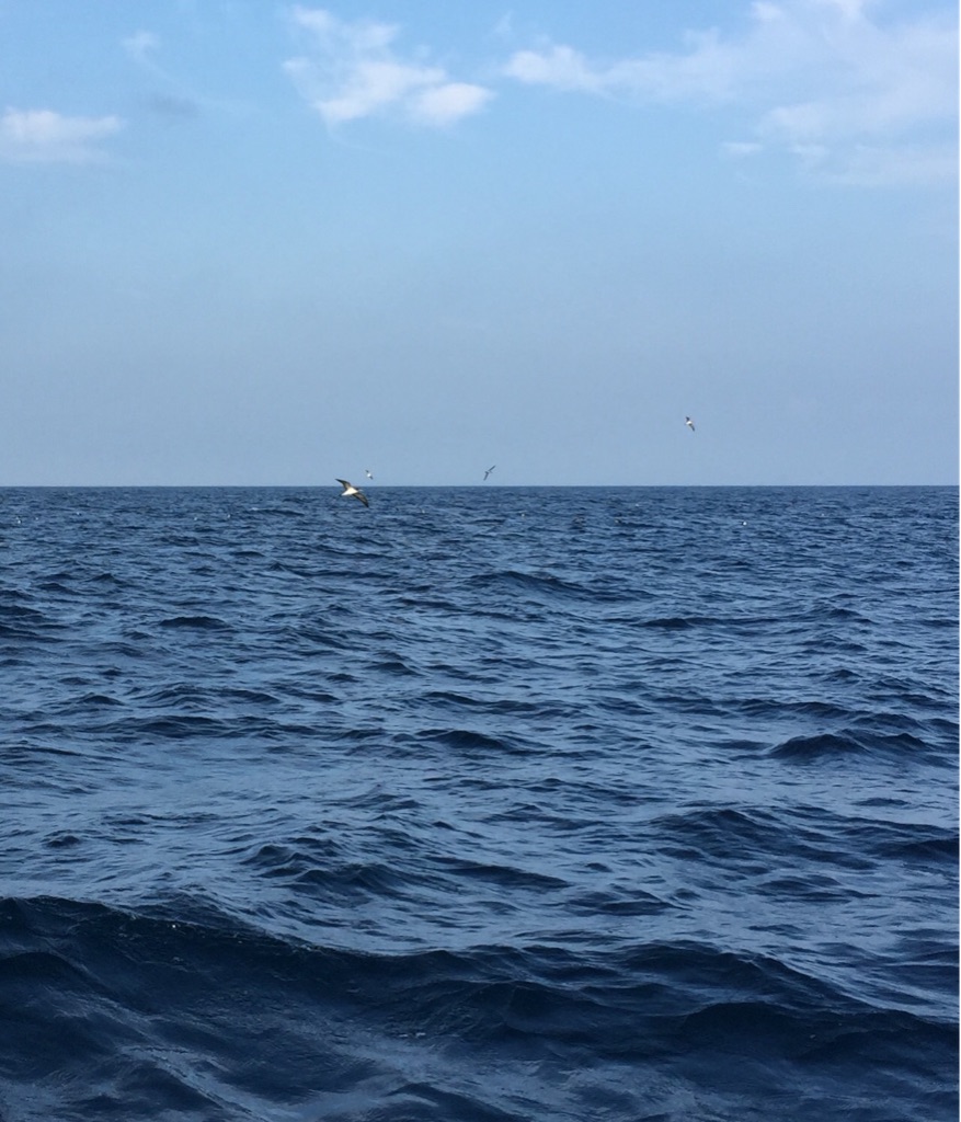 f:id:kazunokomuten:20150816213907j:image f:id:kazunokomuten:20150816213907j:image