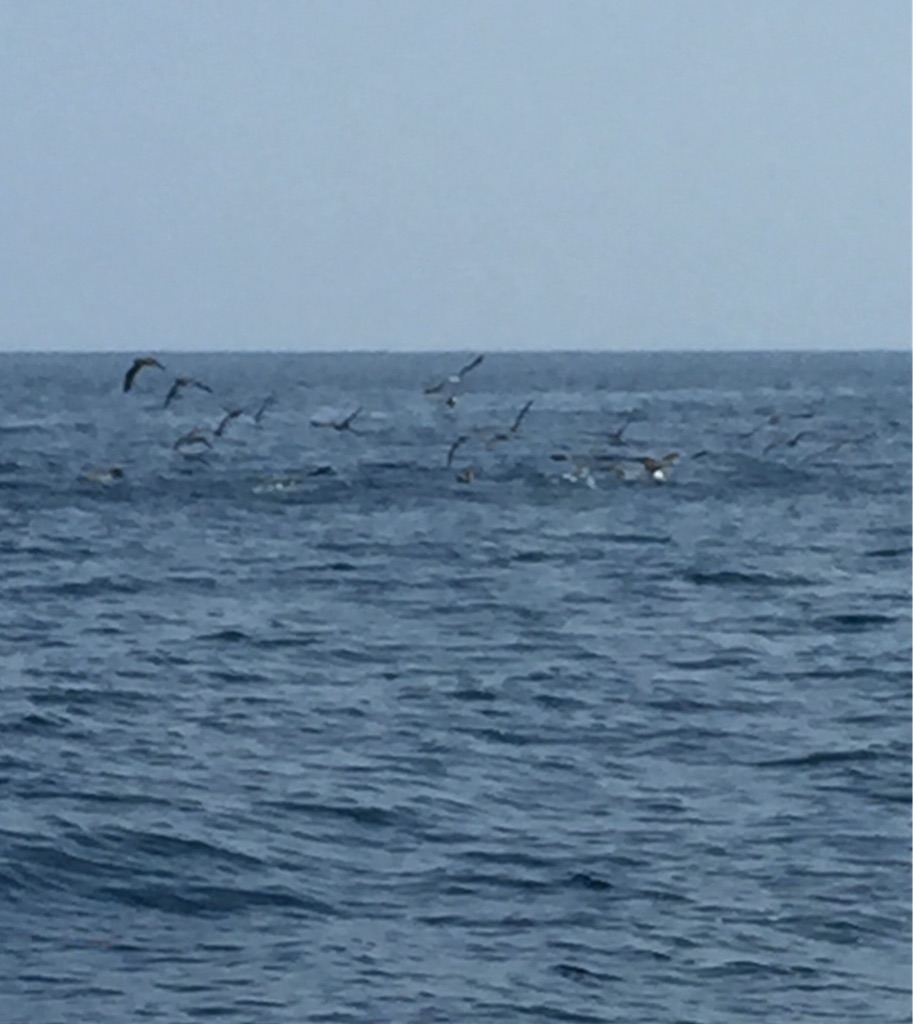 f:id:kazunokomuten:20150816213948j:image f:id:kazunokomuten:20150816213948j:image