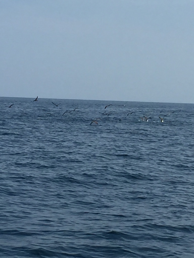 f:id:kazunokomuten:20150816215108j:image f:id:kazunokomuten:20150816215108j:image