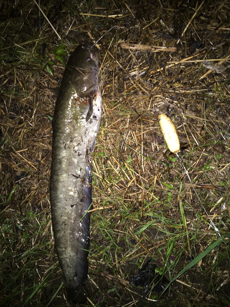 f:id:kazunokomuten:20150903232838j:image f:id:kazunokomuten:20150903232838j:image