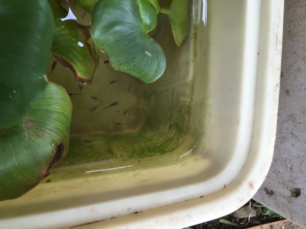 f:id:kazunokomuten:20150905110153j:image f:id:kazunokomuten:20150905110153j:image
