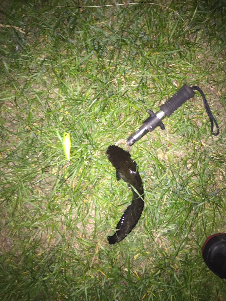 f:id:kazunokomuten:20151028000352j:image f:id:kazunokomuten:20151028000352j:image