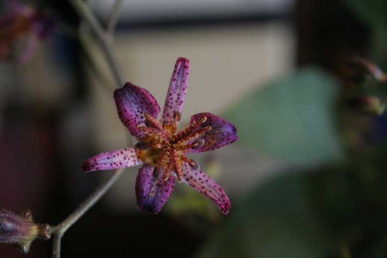 f:id:kazurateiutubo:20141014234145j:plain