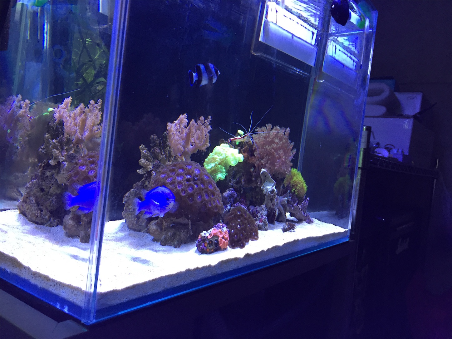 f:id:kazushi-s542:20151210214250j:image f:id:kazushi-s542:20151210214250j:image