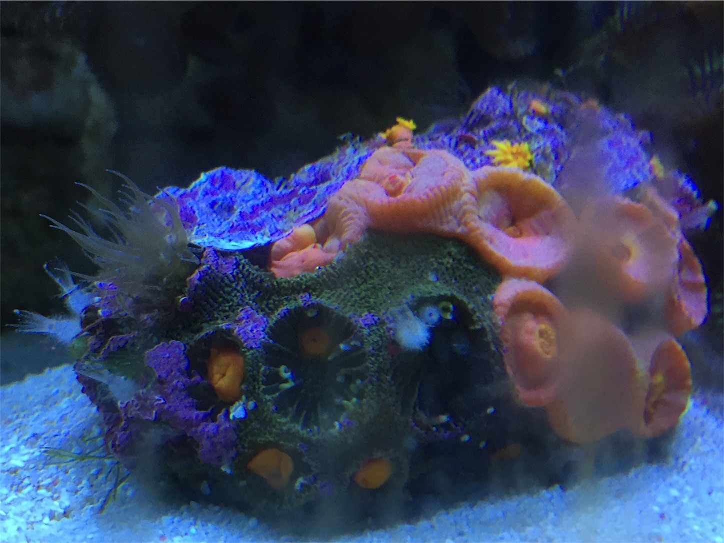 f:id:kazushi-s542:20151224210445j:image f:id:kazushi-s542:20151224210445j:image