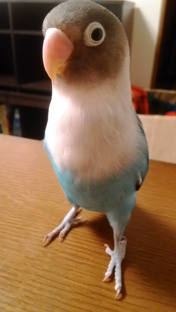 f:id:kazzzii:20151005091539j:plain f:id:kazzzii:20151005091539j:plain