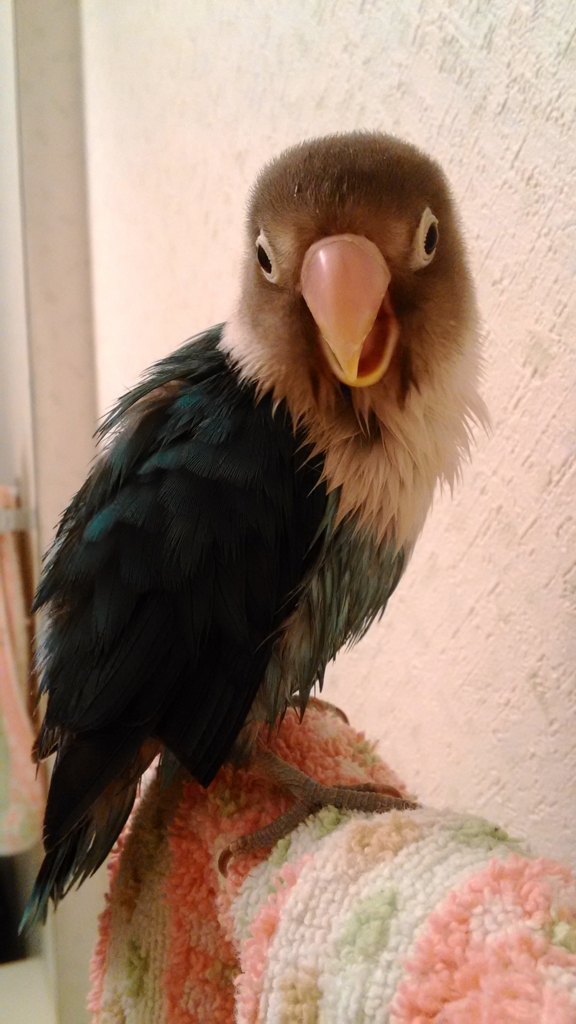 f:id:kazzzii:20151007085953j:plain f:id:kazzzii:20151007085953j:plain