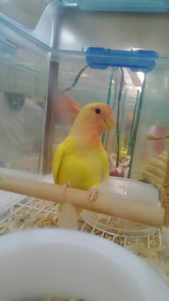 f:id:kazzzii:20151012084232j:plain f:id:kazzzii:20151012084232j:plain