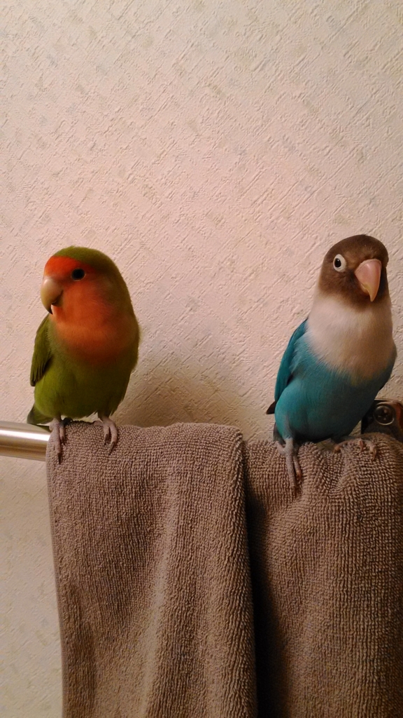 f:id:kazzzii:20151118123611j:plain f:id:kazzzii:20151118123611j:plain