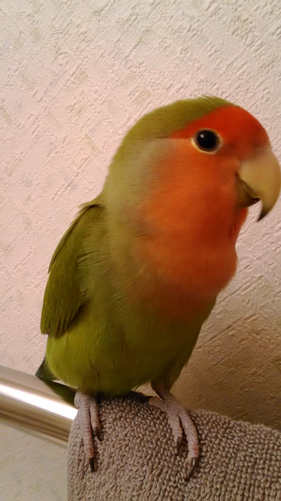f:id:kazzzii:20151118123751j:plain f:id:kazzzii:20151118123751j:plain