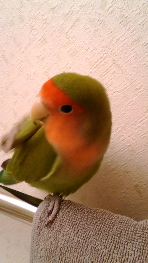 f:id:kazzzii:20151118124245j:plain f:id:kazzzii:20151118124245j:plain