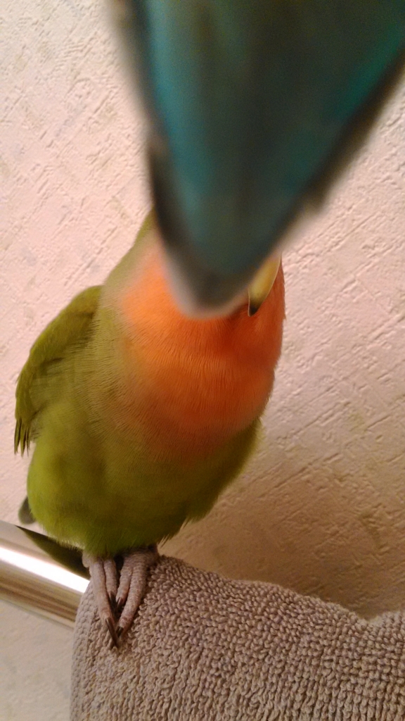 f:id:kazzzii:20151118124335j:plain f:id:kazzzii:20151118124335j:plain