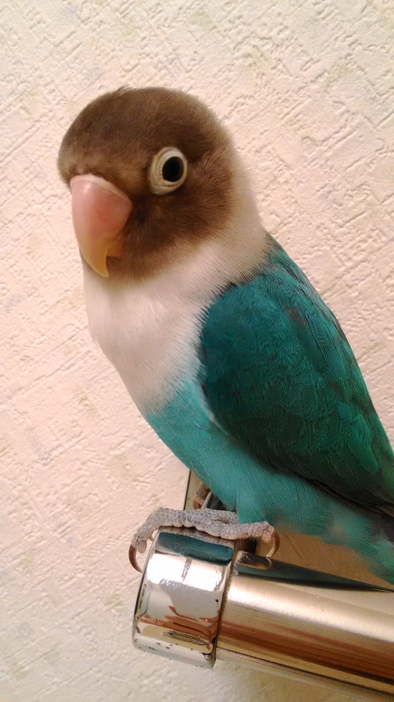 f:id:kazzzii:20151118124557j:plain f:id:kazzzii:20151118124557j:plain